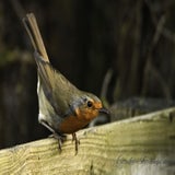 DSC_49842.jpg