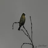DSC_52622.jpg