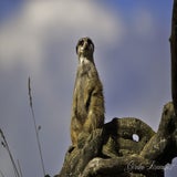 Wildlands 12-07-2020