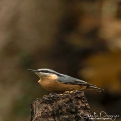 dsc_83823.jpg