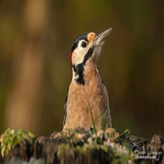 dsc_99863.jpg