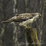 DSC_57472.jpg
