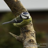 DSC_70452.jpg