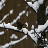 DSC_53902.jpg