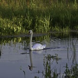 Lofar