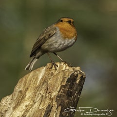 dsc_94922.jpg