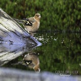 DSC_61682.jpg