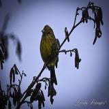 DSC_51812.jpg