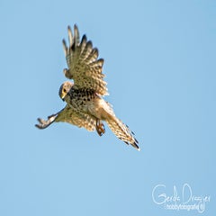 dsc_29772.jpg