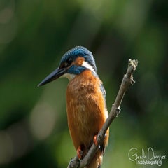 dsc_41272.jpg