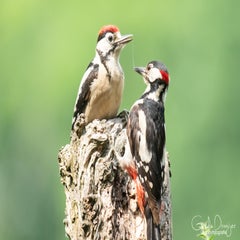 dsc_17863.jpg