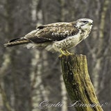 DSC_57442.jpg