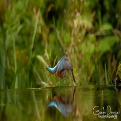 dsc_32502.jpg