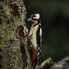 dsc_83752.jpg