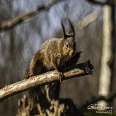 dsc_97862.jpg