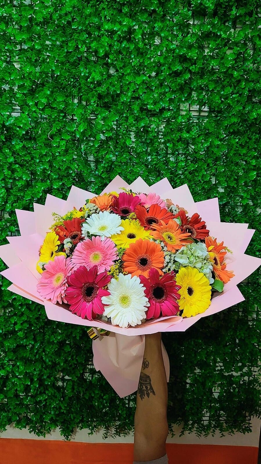 30 GERBERAS DE COLORES