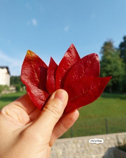 Blätterpilze basteln im Herbst aus roten Blättern, Pilz, Pilze basteln mit Kindern, basteln mit Naturmaterialien Natur Naturmaterial Christlko DIY Herbistidee Grundschule Herbstbild Fliegenpilz