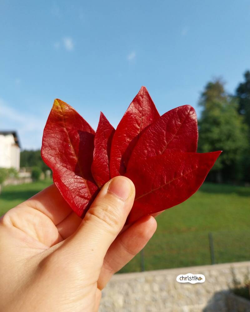 Blätterpilze basteln im Herbst aus roten Blättern, Pilz, Pilze basteln mit Kindern, basteln mit Naturmaterialien Natur Naturmaterial Christlko DIY Herbistidee Grundschule Herbstbild Fliegenpilz 