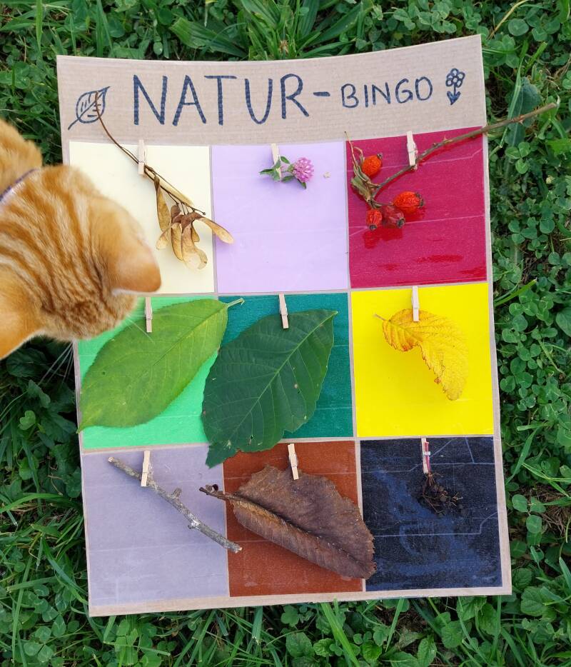 Naturbingo naturspiel schätze suchen naturschatz frühling blumen bunt kinder sammeln spaß christlko basteln kindergarten kind kinder schule volksschule grundschule christine kohl blätter äste blumen frühlingsblumen herbst gräser naturmaterial naturmateria