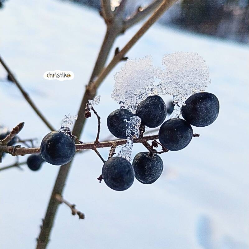 Muffins Eismuffins Winterideen Winterspaß kalte Jahreszeit Draußenzeit Spielspaß Spielidee für den winter Basteln mit Kindern frostig kalt Kinder in der Natur Naturspiele Naturmaterial beschäftigung Christlko lernen kinderexperiment Schneeburg Naturdeko