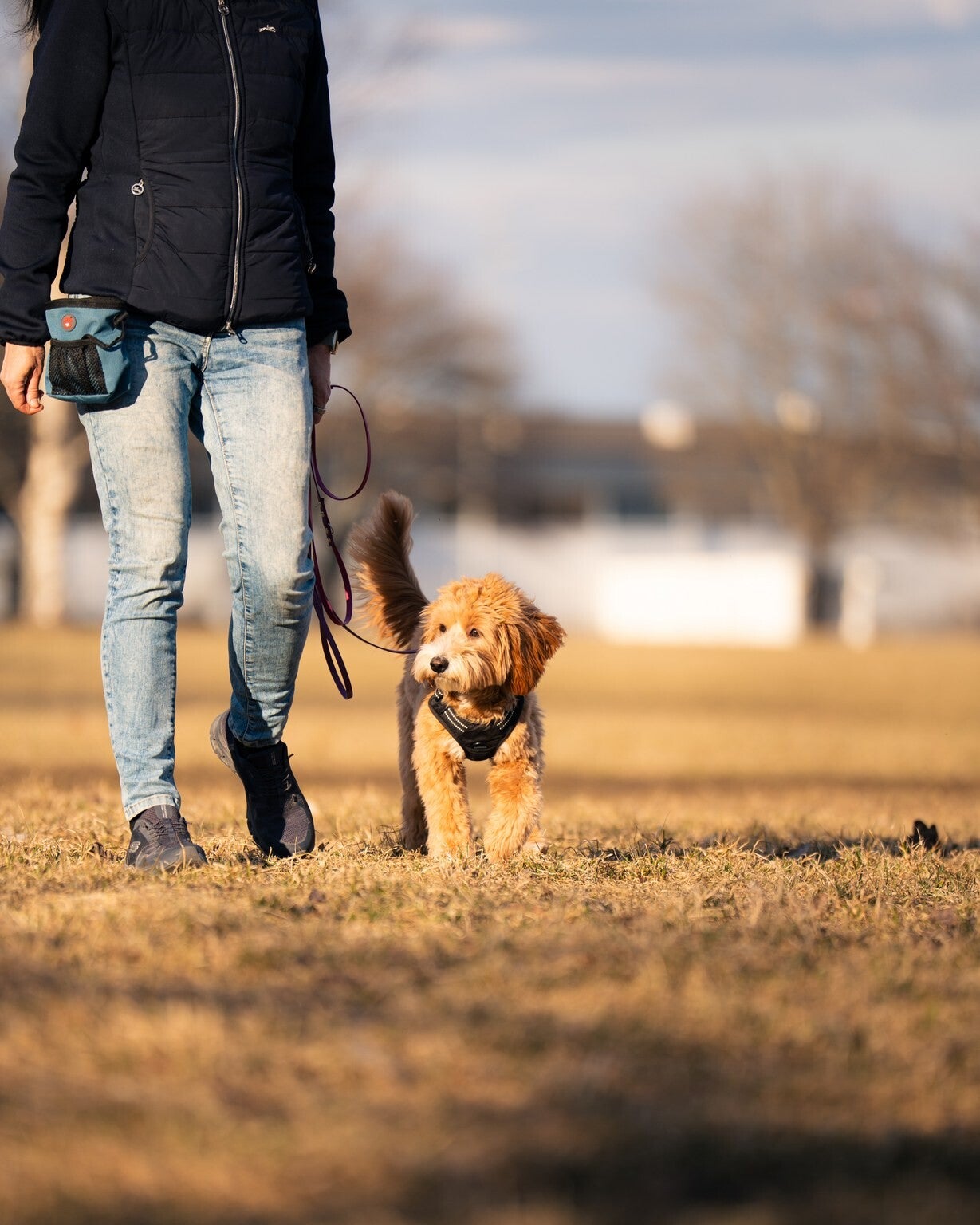 Australianlabradoodle kulkee omistajan kanssa nurmikolla löysällä hihnalla Koirankodan hihnakurssilla 