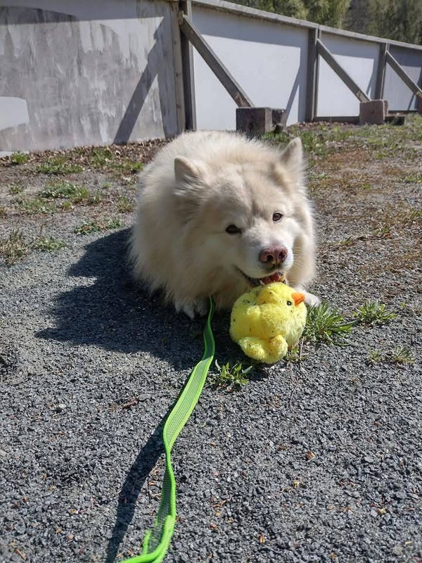 Rally-tokon teematunti - Houkutus Su 7.12.