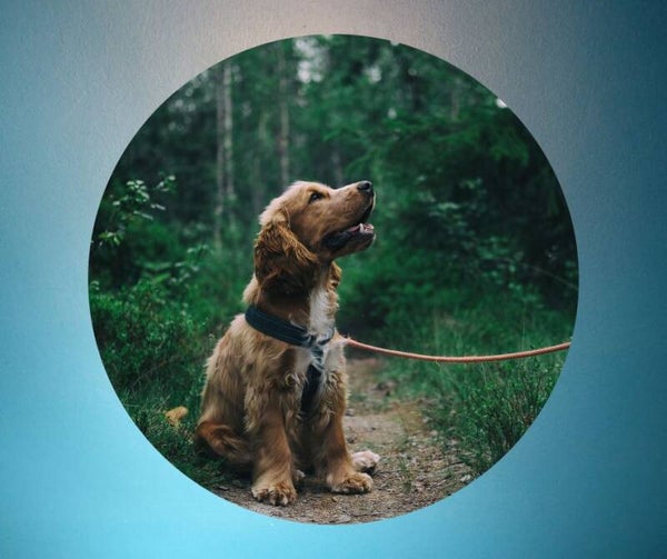 Ympäristötreeni Su 24.8. klo 19.00 / Ulkona