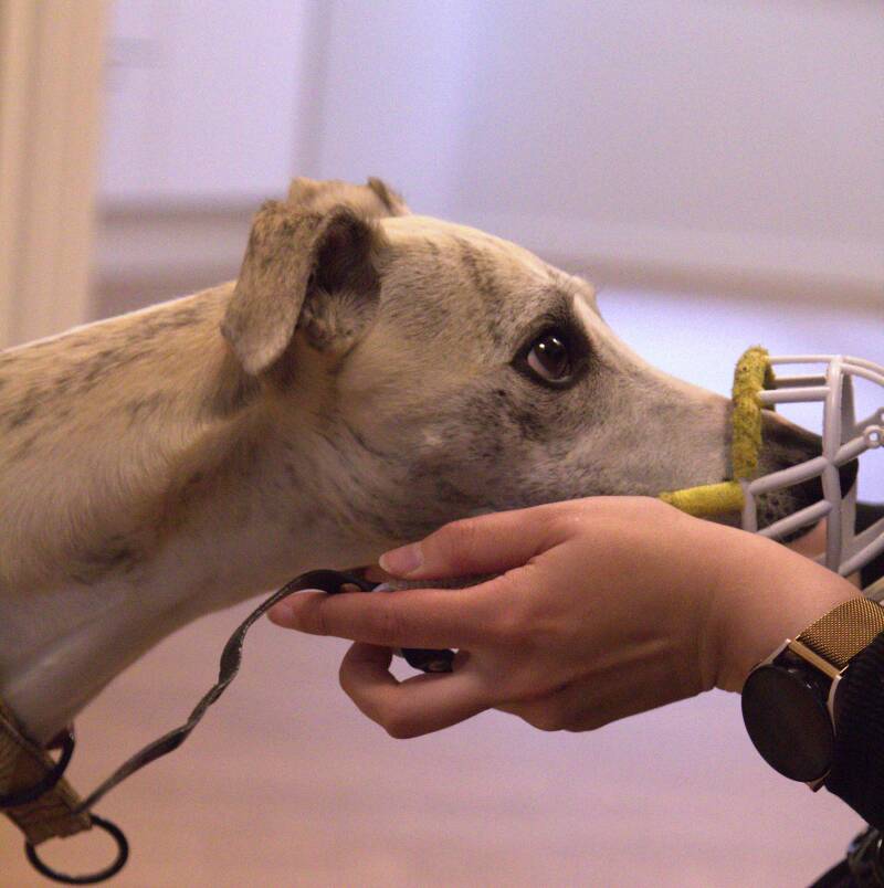 Whippet harjoittelee kuonokopan laittoa aboavetin vastaanotolla 