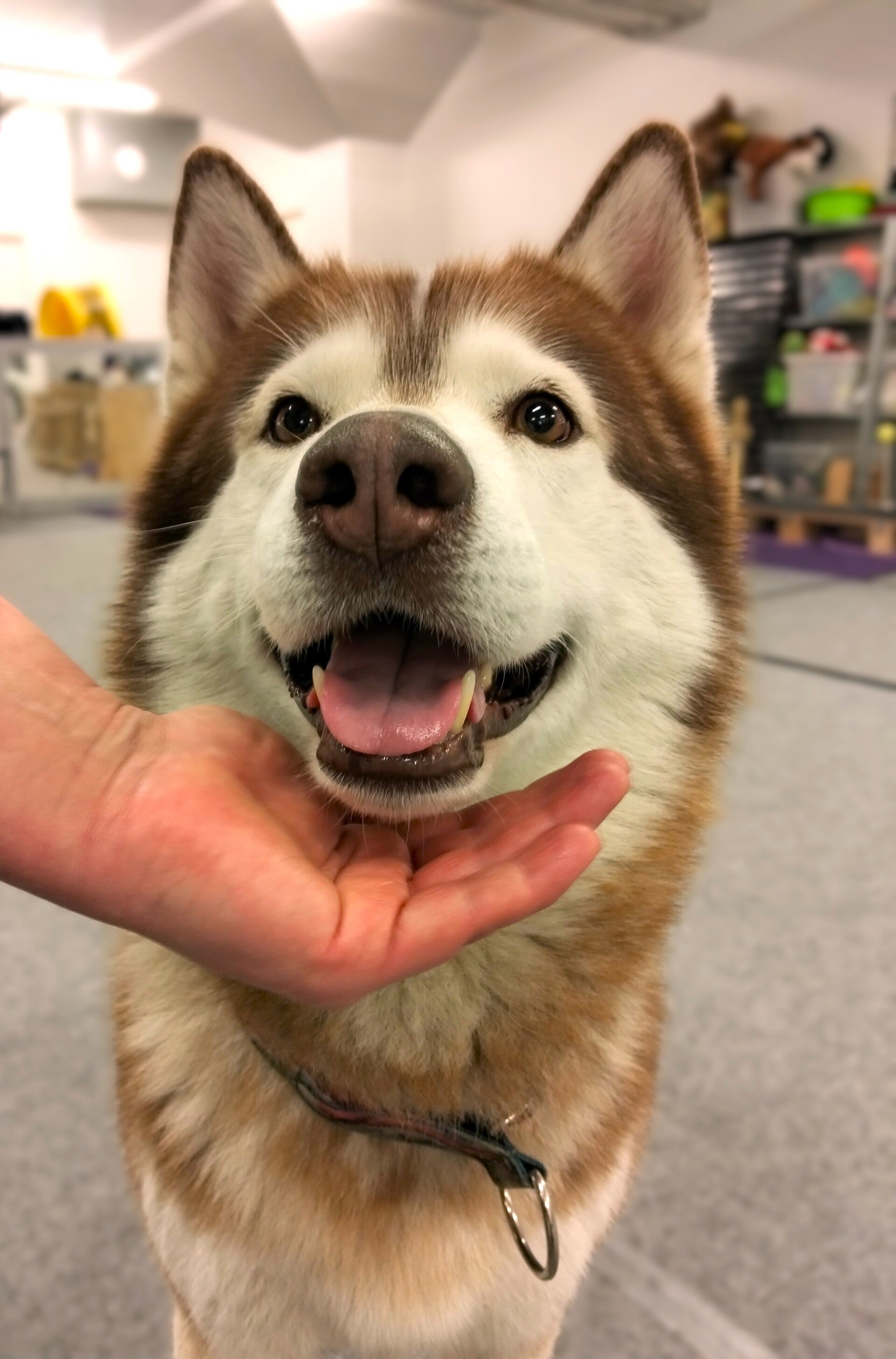 Husky katsoo kameraan ja harjoittelee leukatargettia omistajan käteen