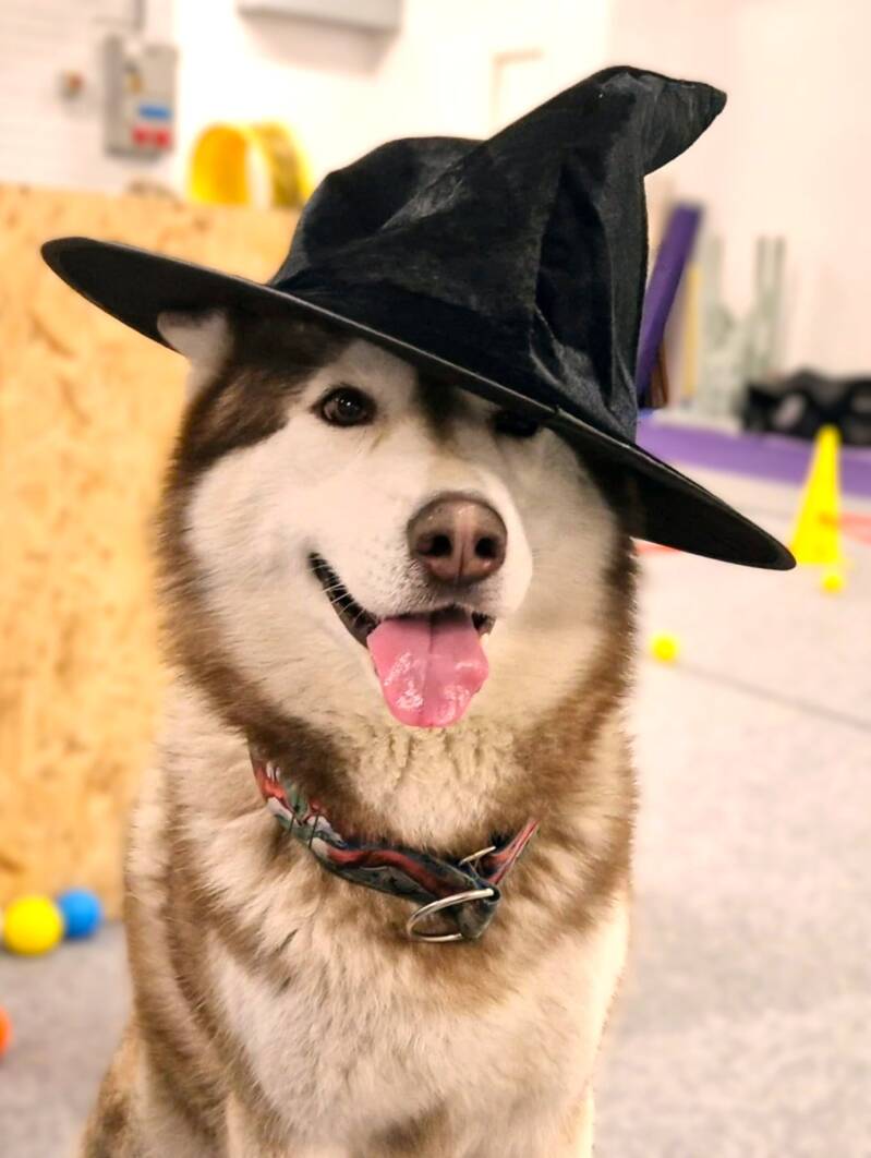Husky pääsiäisnoitahattu päässä katsoo kameraan varikkotuokiossa 
