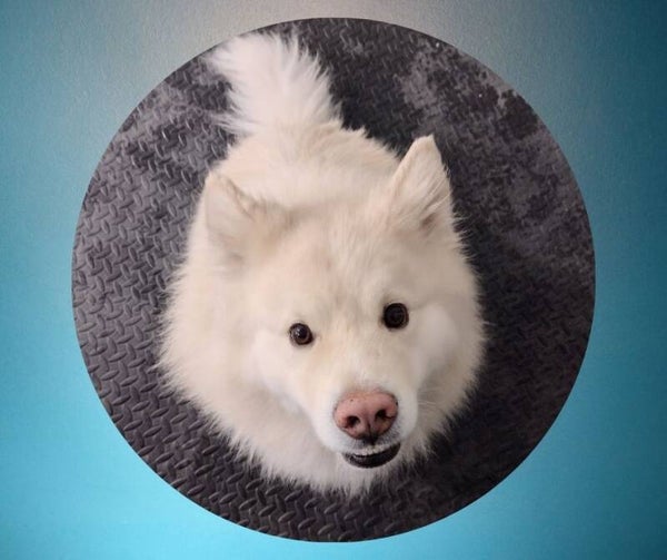 4 krt vakkari / Arat koirat