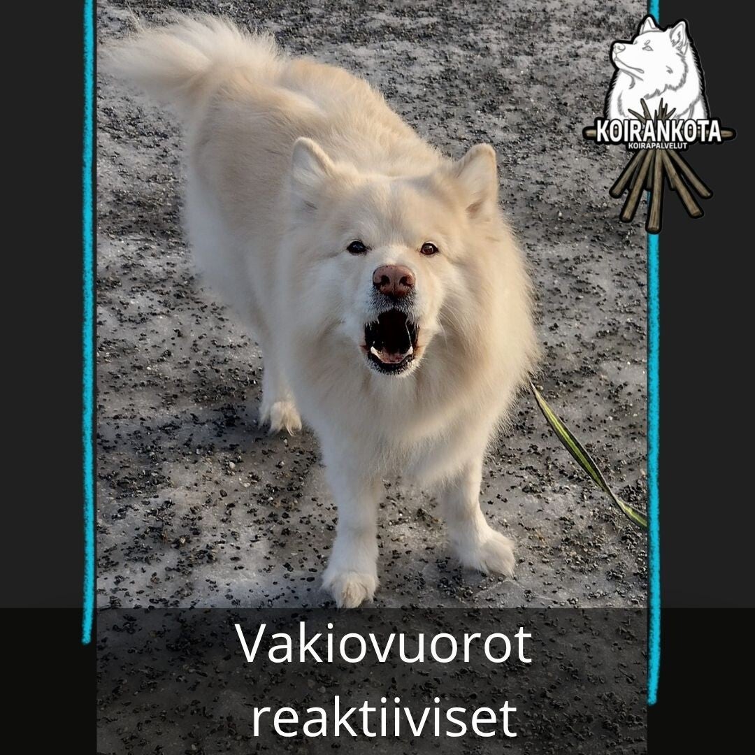 Vakioryhmä / Reaktiiviset  - 4krt