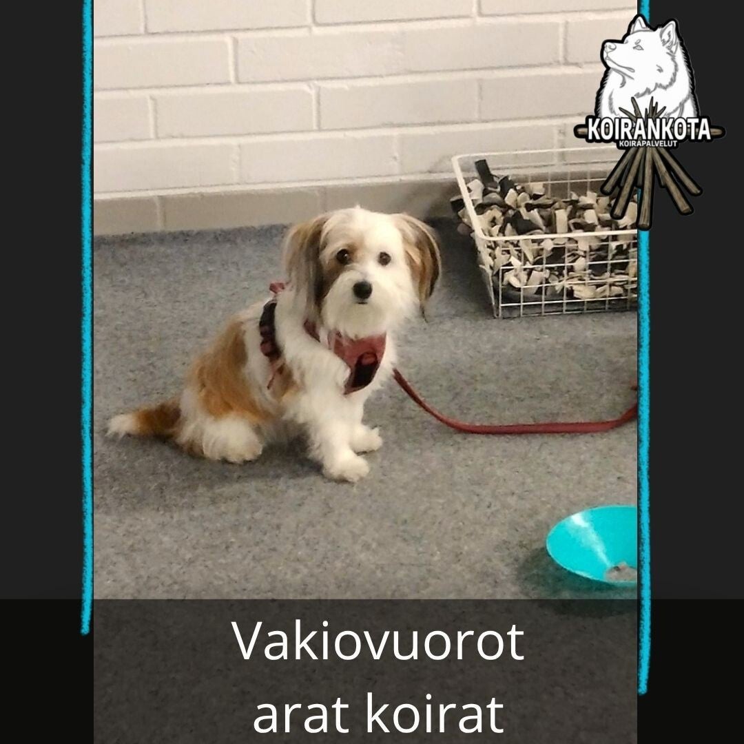 Vakioryhmä / Arat koirat 3krt