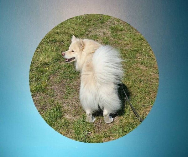 Ohitustreenit ULKONA Su 31.8. klo 18.00 / kähärin koululla