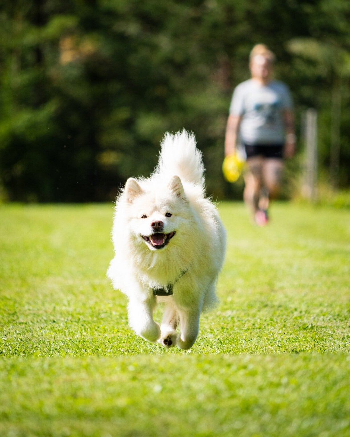 Iloinen koira juoksee  nurmikolla 