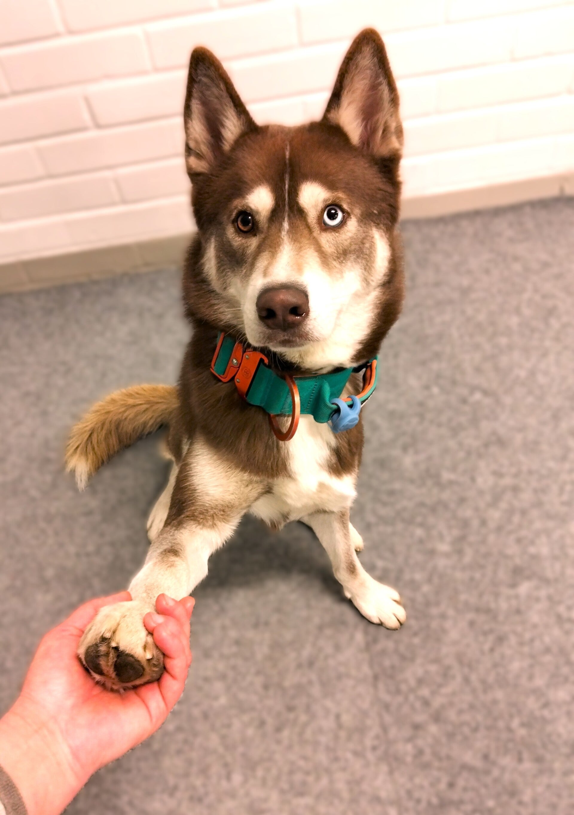 Husky antaa tassua ja katsoo omistajaansa