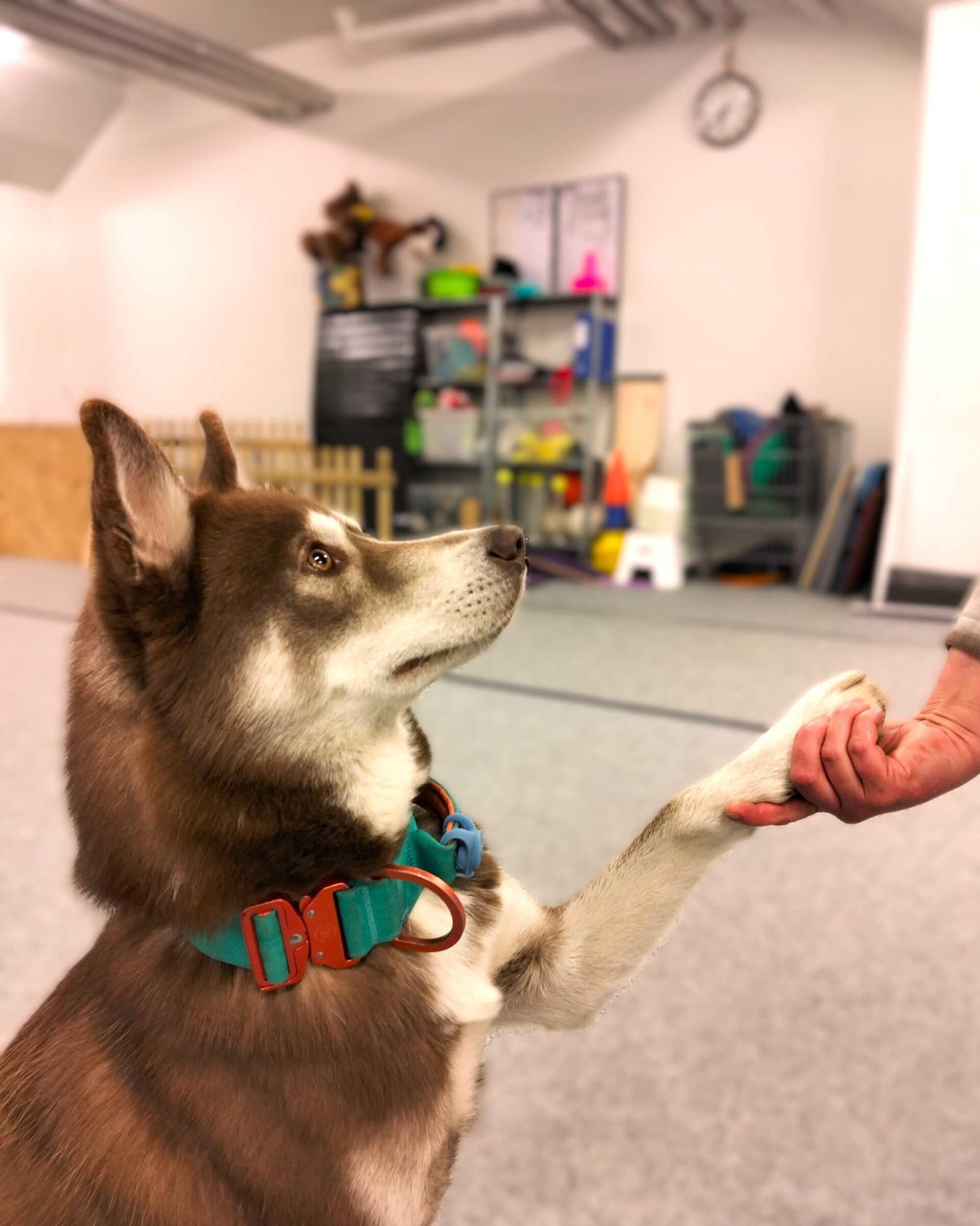 Husky antaa tassua ja katsoo omistajaa suoraan silmiin