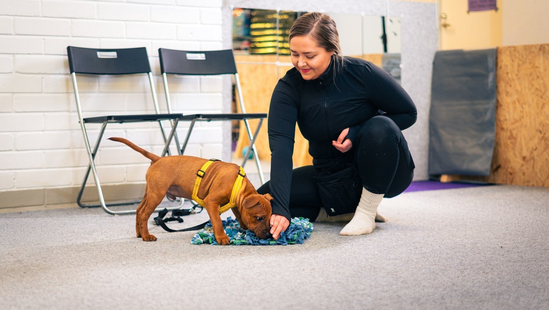 Staffipentu syö nuuskumatosta nameja ja omistaja istuu vieressä pentukoulussa Koirankodassa