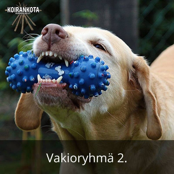 Vakioryhmä 2 / Reaktiiviset  - 2krt