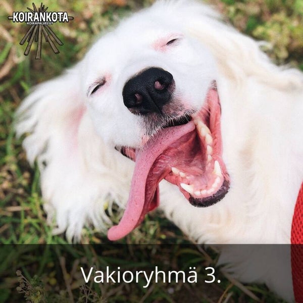 Vakioryhmä 3 / Aikuiset & Junnut   - 3krt