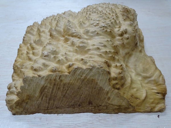 Nr.14 Yorrel burl Australië afm. 26/27cm en 10 cm dik