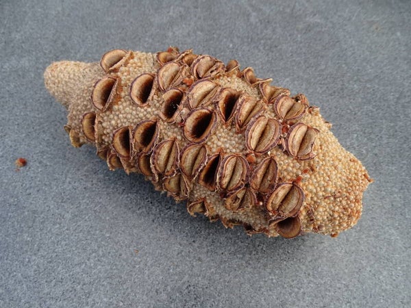 Banksia Nut (noot) Australië medium