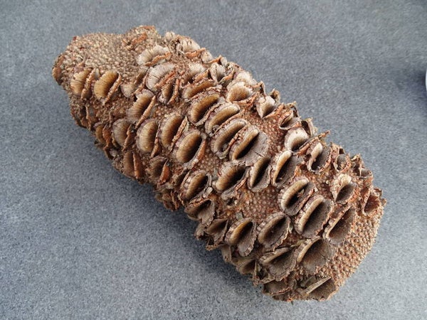 Banksia Nut (noot) Australië groot