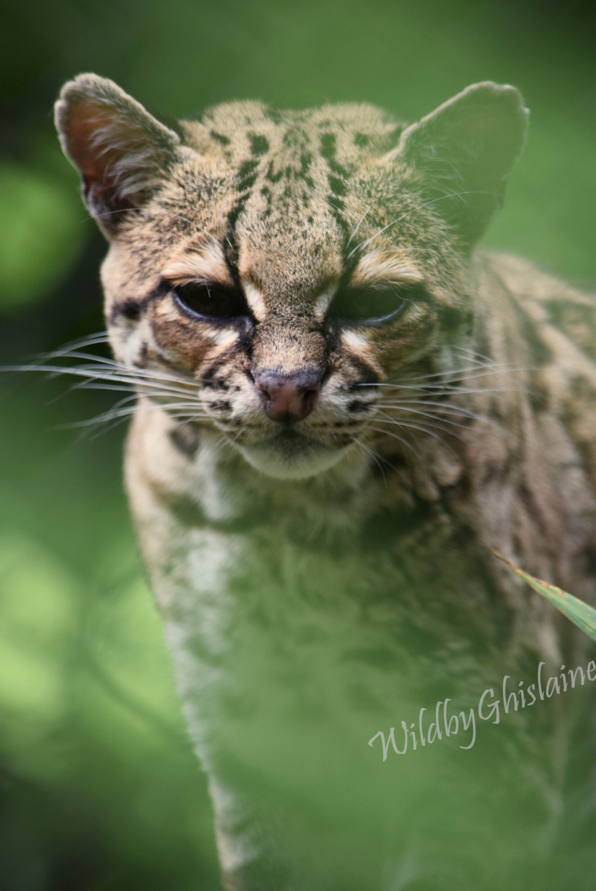 Picture 10 (Margay)