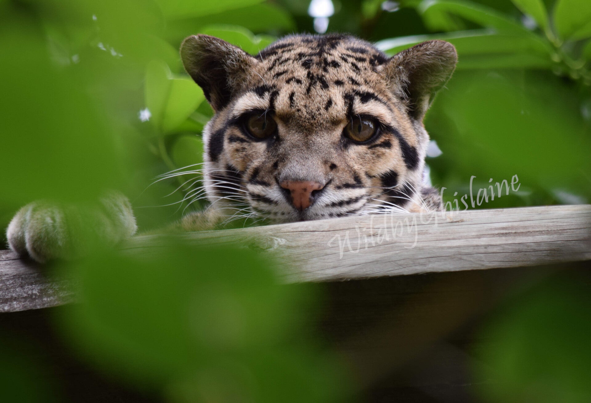 Picture 2 (Clouded Leopard)