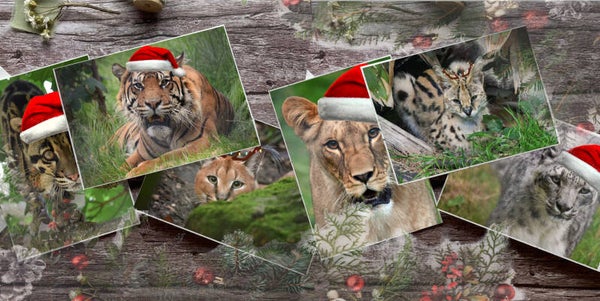 Novelty Christmas Cards