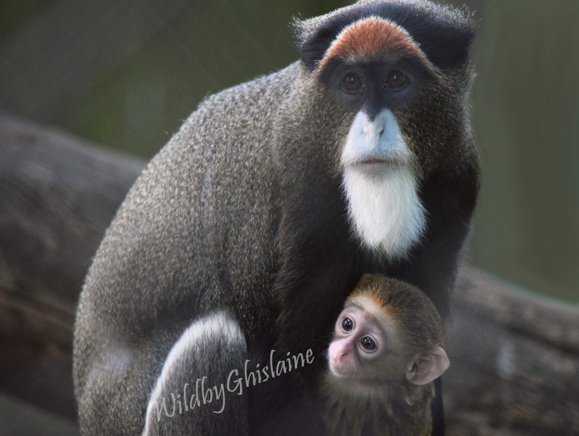 Picture 6 (De Brazza's Monkey)