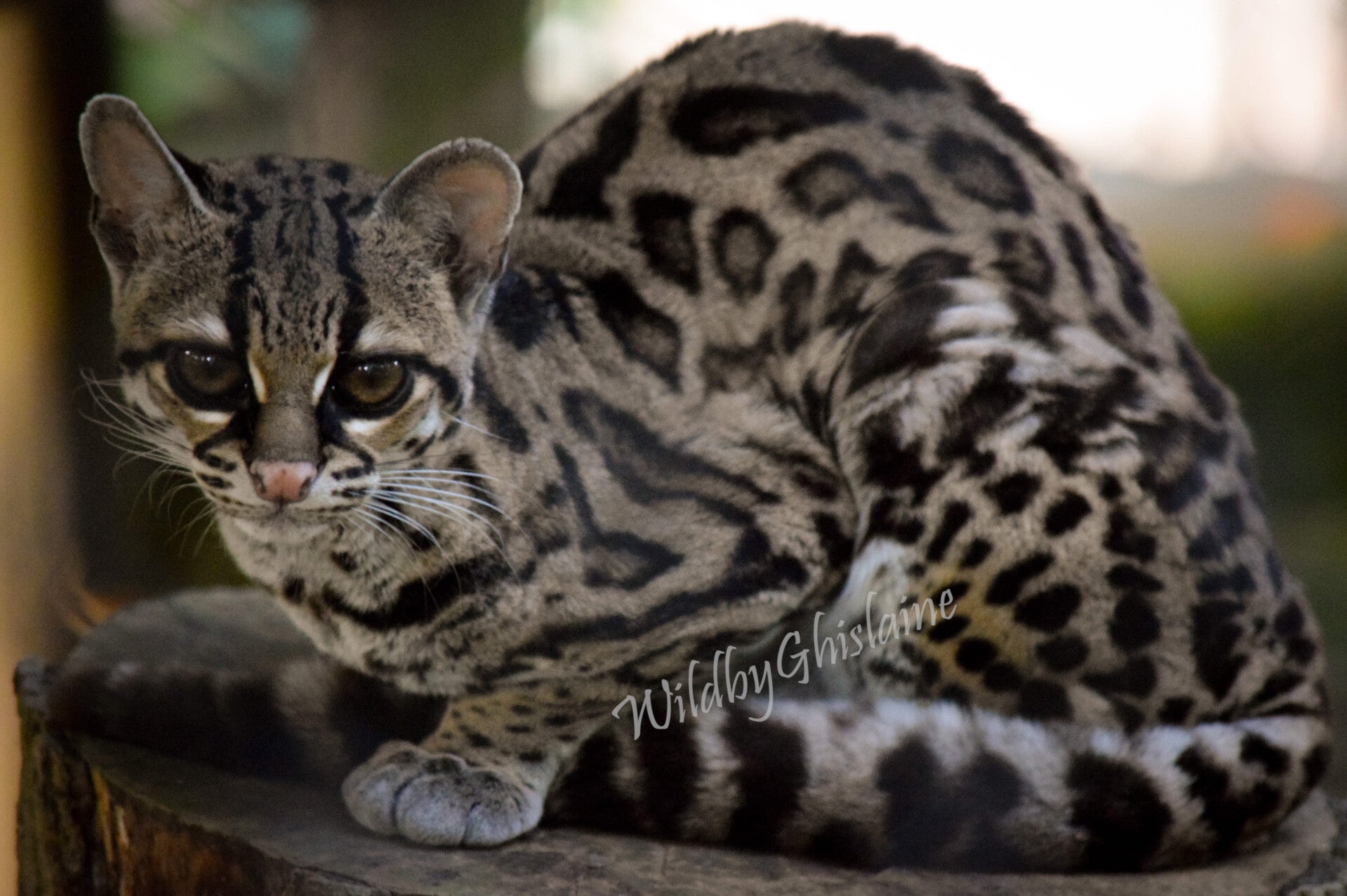 Picture 3 (Margay)