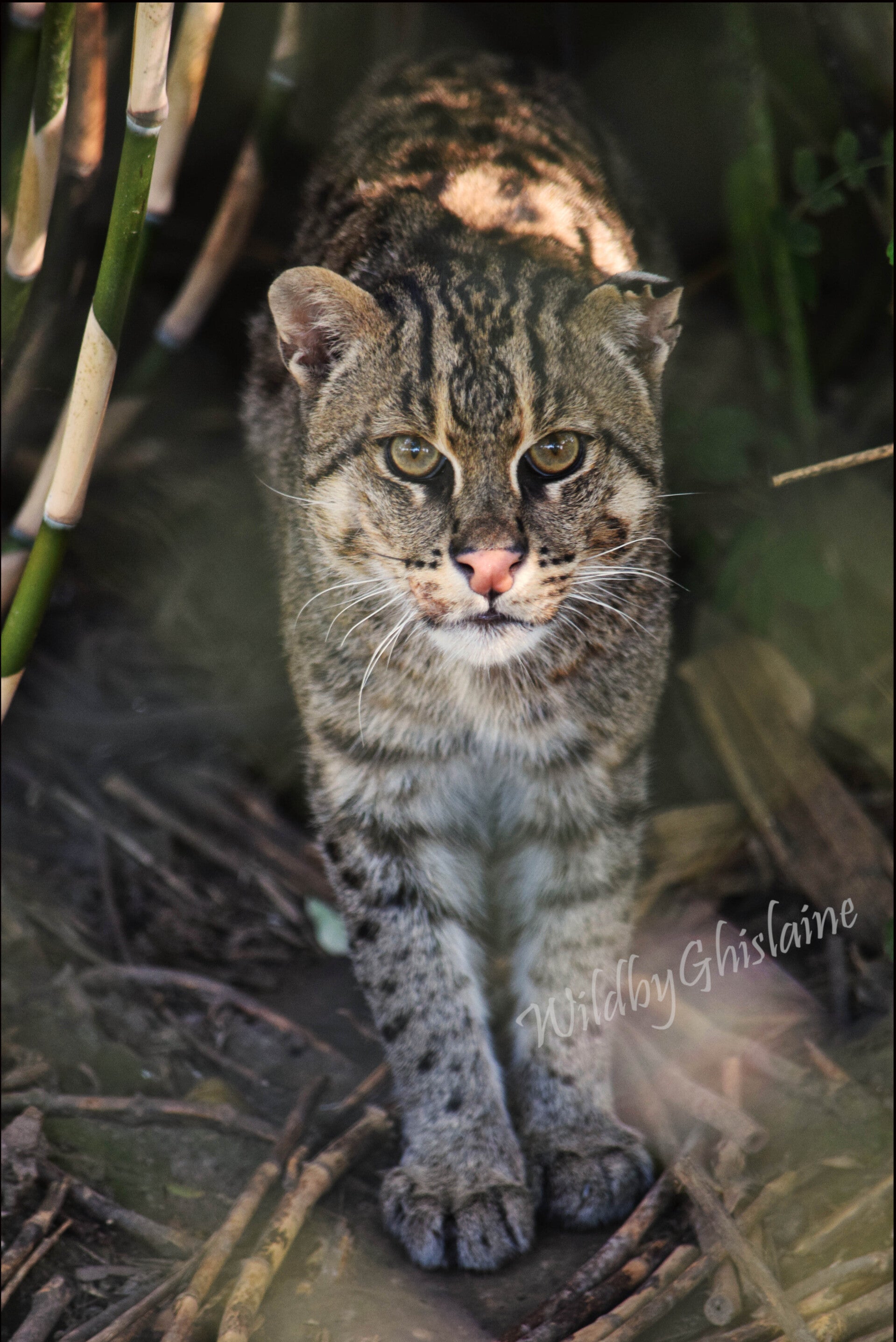 Picture 6 (Fishing Cat)