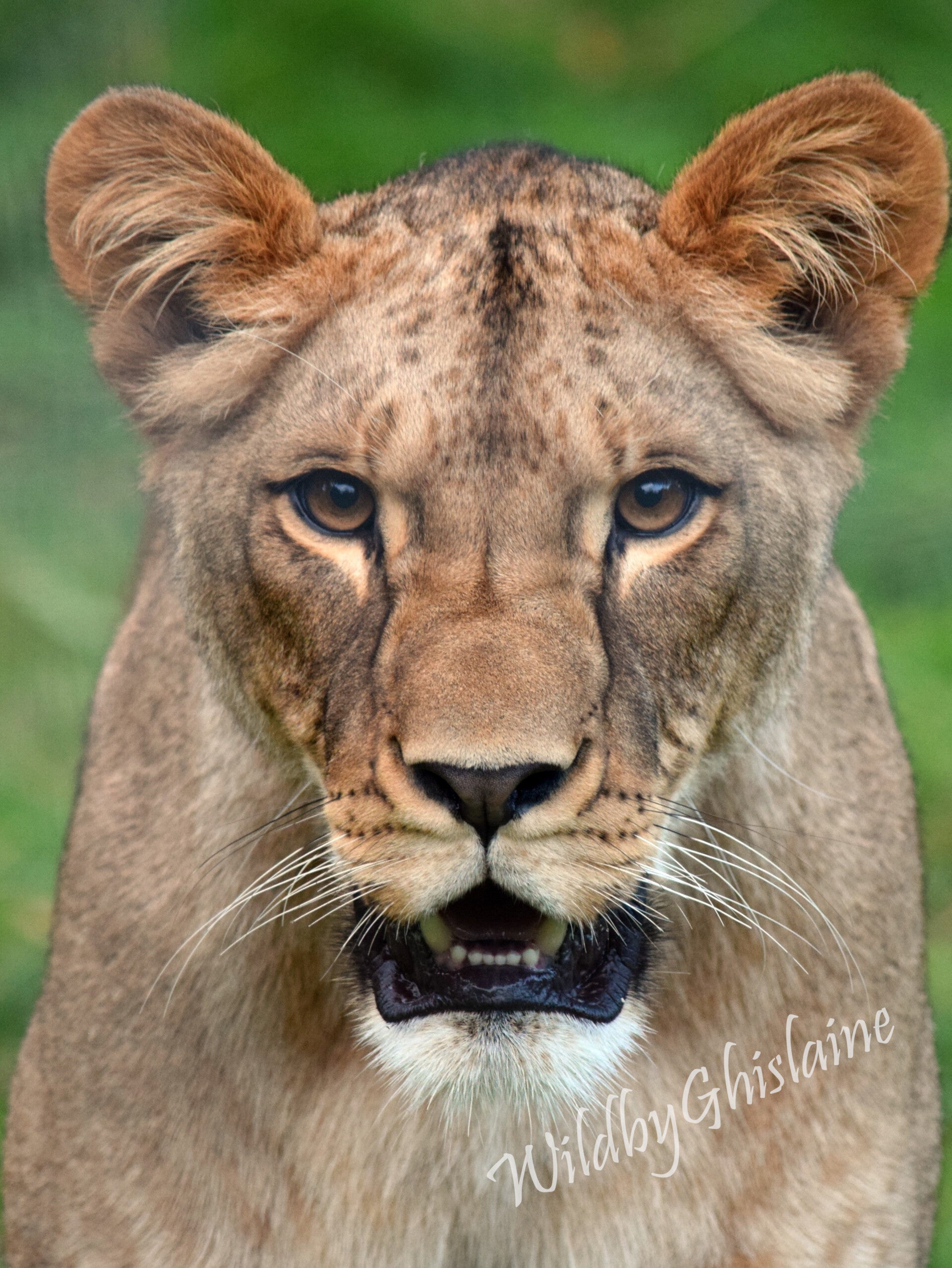 Click here to see Lion card options